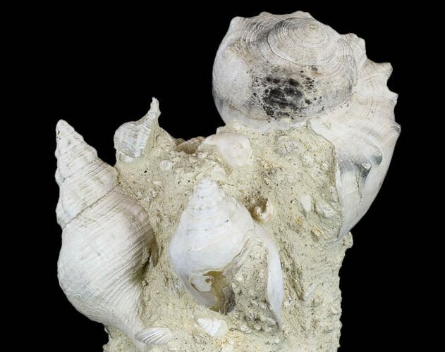 Tall, Miocene Fossil Gastropod Cluster - France #113654